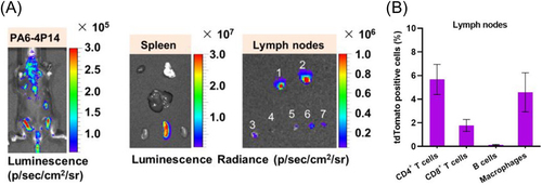 Figure 12. Targeting lymphoid tissues using polyplexes in mice. Reporter mRNA encoding luciferase (a) and tdTomato (b) was systematically injected. (a) Distribution of luciferase expression. (b) Cell types expressing tdTomato in the lymph nodes. Reprinted with permission from [Citation125]. Copyright © 2021 American Chemical Society.