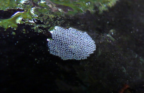 Figure 12. Egg mass of Polyplectropus altera (Trichoptera: Polycentropodidae).