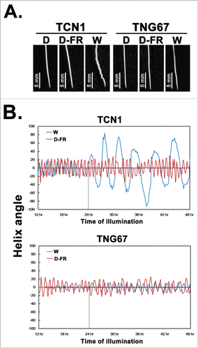 Figure 1. Light modulate root tip movement of rice young seedlings. The germinated rice (TCN1 and TNG67) seeds were grown in water. Seedlings were treated with white light, dim far-red light, and dark. Morphology of root tips (A), helix angles and rate of root tip movement (B) were recorded. W, 100 μmol m−2s−1 of white light; D, dark; D-FR, 3 μmol m−2 s−1 of dim far-red light.