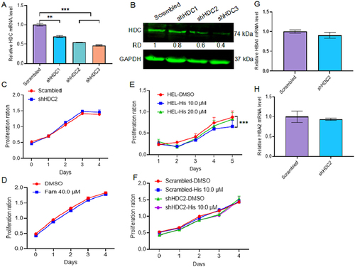 Figure 2 The HDC knockdown does not affect cell proliferation in culture. (A and B) Relative expression of HDC in shHDC1-3 cells by RT-qPCR (A) and Western blot (B). (C) Cell proliferation index in scrambled and shHDC2 cells. (D and E) Cell proliferation of HEL cells in culture following addition of the indicated concentrations of famotidine (D) and histamine (E). (F) Cell proliferation in shHDC2 and control cells with or without addition of histamine. (G and H) Relative expression of globin genes HBA1 (G) and HBA2 (H) in shHDC2 and control cells, by RT-qPCR. P=<0.01 (**) and P=<0.001 (***) by two-tailed Student’s t-test.