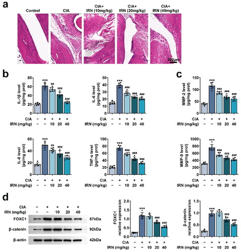 Figure 6. IRN restores CIA by inhibiting pro-inflammatory cytokines in synovial tissues. a. Representive images of HE staining in each group. b. The levels of proinflammatory cytokines (TNF-α, IL-1β, IL-6, IL-8) in various groups, detected by ELISA. c. The levels of MMPs (MMP-2, MMP-9) in various groups, detected by ELISA. d. The expression of FOXC1 and beta-catenin was detected in various groups via Immunoblot. #p < 0.05, ##p < 0.01, ###p < 0.01 vs TNF-α group. *p < 0.05, **p < 0.01, ***p < 0.001 vs control group.
