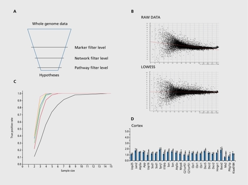 Figure 2. A: Schematic description of the biomarker discovery process. B: Nonlinear dependencies of fold change (Y-axis) and signal strength (X-axis) in raw data and LOWESS normalization for the compensation of these effects. This method fits the data sets by local polynomials using weighted least squares. C: Dependency of detection power for expression differences (Y-axis) from the number of experimental replicates. Different curves correspond to different expression ratios: 1.5 (black), 2 (red), 2.5 (green), 3 (blue), 5 (yellow) and 10 (magenta). D: Robust statistical testing identifies even small expression changes (~1.5). Microarray expression changes (gray bars) verified by RT-PCR(red bars) in mouse cortex (kindly provided by Marc Sultan and Marie-Laure Yaspo).Citation34 LOWESS, locally weighted polynomial regression