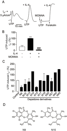 Figure 2 Screening of depsidone derivatives on UTP-induced Cl− secretion in IL-4-primed Calu-3 cell monolayers. (A) Validation of an in vitro model of TMEM16A-dependent Ca2+-activated Cl− channel. Apical Cl− current analyses were performed in Calu-3 cell monolayers. IL-4 was used to upregulate TMEM16A and UTP-induced Cl− current was increased in IL-4-primed Calu-3 cell monolayers compared to IL-4-untreated group. MONNA (10 µM) was shown to inhibit UTP-induced Cl− current. A representative apical Cl− current tracing is shown. (B) Graphs indicating analyses and comparisons of UTP-induced apical Cl− currents in IL-4-free and IL-4-treated groups with or without MONNA. Results were expressed as % of TMEM16-dependent Cl− current peak ± S.E.M. (n = 4–6). ***p < 0.001 compared with the control group; ###p < 0.001 compared with the IL-4-treated group (one-way ANOVA). (C) Screening of depsidone derivatives (1 µM) isolated from a soil-derived fungus Aspergillus unguis PSU-RSPG204 on TMEM16-dependent Cl− current. In the screening step, we performed experiment in singlicate, especially inactive compounds. (D) Chemical structures of active depsidone derivatives N9 (nornidulin) and N15 (2-chlorounguinol).