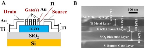 Figure 1 (A) Schematic of nano amorphous oxide semiconductor (AOS) thin film transistors (TFTs). (B) SEM of the cross section of In-Ga-ZnO(IGZO) TFTs fabricated in lab (scale bar =100 nm).