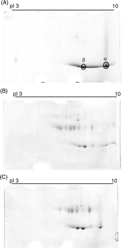 Figure 4.  Two dimensional gel electrophoresis of various Hbs. The first dimensional was carried out in 7 cm, pH 3-10 linear gradient IEF gel and the second dimensional was performed using 15% polyacrylamide gels and followed by staining with the Coomassie brilliant blue R-250. (A): unmodified Hb; (B): peptide-PEG-Hb-1; (C): peptide-PEG-Hb-2.