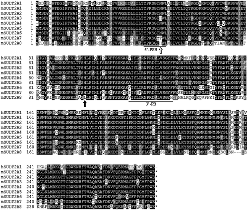 Figure 3. Amino acid sequence alignment analysis of human and mouse SULT2A subfamily members. Notes: Identical residues conserved among at least two of the nine SULT enzymes are drawn in Black, and similar residues are in gray. 5′-PSB loop and 3′-PB motif located, respectively, in the N-terminal and middle regions are underlined. All SULTs, except mSULT2A8, contain His99 residue in their amino acid sequences as indicated by solid arrow. His48 residue of mouse SULT2A8, as indicated by boxed arrow, is also unique as compared with other SULTs.