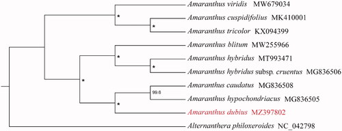 Figure 1. Phylogeny of Amaranthus based on complete chloroplast genomes (accession numbers were listed behind each taxon; statistical support values were shown on nodes; *a 100% bootstrap value).