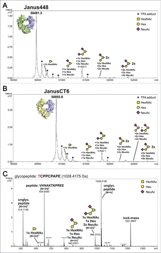 Figure 5. Intact protein measurement of heterodimeric Fcabs and identification of O-glycosylation site using LC-ESI-MS. The deconvoluted spectra of Janus488 (A) and JanusCT6 (B) after PNGaseF treatment are presented. The theoretical molar mass of the proteins (Janus448: 50481.5 Da; JanusCT6: 50894.9 Da) could be matched to the highest signal of the respective measurement. Several glycoforms of the proteins caused by O-glycosylation were identified and quantified to a relative amount of approximately 10%. The small portion of TFA adducts (marked with an asterisk) derives from the addition of 0.05% of TFA in solvent A. (C) Glycopeptide TCPPCPAPE was identified after endoproteinase Glu-C digestion of Fc-wt. The unglycosylated peptide in 2 different charge states and its observed glycoforms are depicted in the spectrum. The site of O-glycosylation is located on position T225. The signal of m/z = 654.86 could be assigned to a co-eluting peptide. The peak of the lock-mass refers to an internal standard and was used for recalibration.