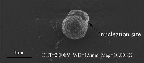 Figure 6. FEM of SiO2 particle in Figure 5a.