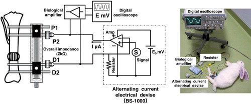 Figure 1. A. Diagram illustrating the experimental scheme. When measuring overall impedance, the electrical device was connected to the inner two pins (P2 and D1). The voltage (E, mV) between the electrodes was measured with a digital oscilloscope via a biological amplifier. The impedance values were calculated using the equation: Z (overall impedance) = E / I. B. Photograph showing measurement of overall impedance.