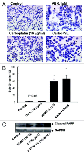 Figure 6. Effects of treatment with VE 465 plus carboplatin for 48 h on apoptosis in ovarian cancer cell line 2008/C13 as detected by TUNEL (A), flow cytometry (B), and western blot analysis of cleaved PARP expression.