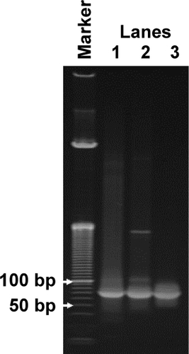 Figure S1 Polyacrylamide gel electrophoresis.Notes: Lane 1, ds CpG-B72-PD before purification. Lane 2, ds CpG-B72-PD after purification; ds CpG-B72-PD recovered from the gel was concentrated with EtOH. Lane 3, ds CpG-B72-PD after purification; ds CpG-B72-PD recovered from the gel was concentrated with an ultracentrifugal filter unit.Abbreviations: ds, double stranded; CpG-B, class B CpG; PD, phosphodiester; CpG, cytosine-guanine; bp, base pairs.