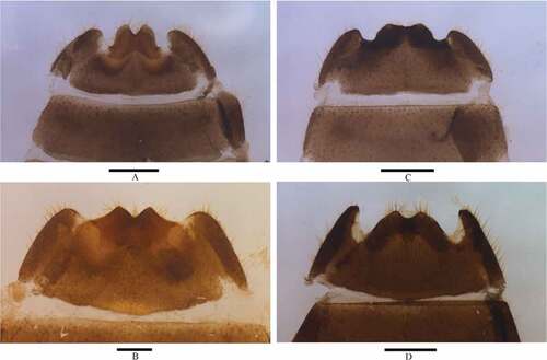 Figure 7. Abdominal sternite VIII of female, ventral view: A. Lycocerus purpurascens (Pic, Citation1911) (IZAS, IOZ(E)1435454); B. L.semiextensus(Wittmer, Citation1995) (IZAS, IOZ(E)1435846); C. L.varipubens (Wittmer, Citation1978) (IZAS, IOZ(E)1390816); D. L. zayuensissp. nov. (IZAS, IOZ(E)1436781). Scale bars: A, C–D = 0.5 mm, B = 0.2 mm.