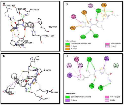 Figure 8 Post docking analysis visualized by Discovery Studio Visualizer in both 2D and 3D poses in the protein structures of VEGFR. Interaction between S3c and VEGFR (A and B), S5b and VEGFR (C and D). 3D poses (A and C) and 2D (B and D).