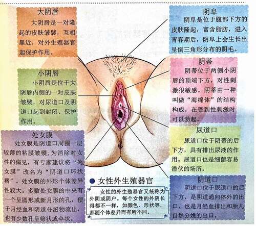 Figure 6. Illustration from Grade 5 of Cherish Lives showing the female reproductive system (Volume 2, page 3).
