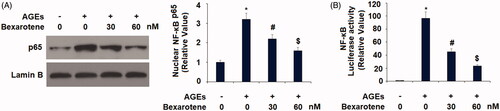 Figure 8. Bexarotene inhibits the activation of NF-κB. (A). Nuclear levels of NF-κB; (B). Luciferase activity of NF-κB reporter gene (*, p < .01 vs. vehicle group; #, p < .01 vs. AGE group; $, p < .01 vs. AGE + 30 nM bexarotene, n = 5–6).
