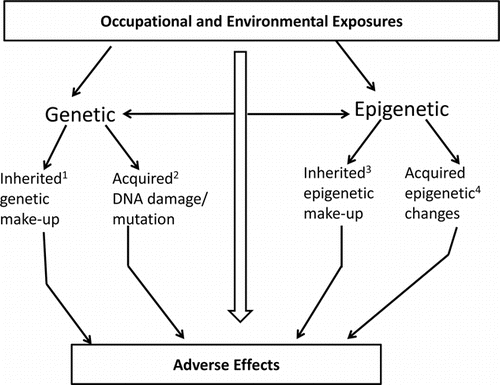 Figure 2 Possible genetic and epigenetic pathways linking occupational/environmental exposures and adverse effects. (1) Genetic information inherited during meiosis; (2) genotoxic effects; (3) inherited effects that do not depend on DNA sequence variations; and (4) epigenetic effects. Adapted from Bollati and Baccarelli.(12) Reprinted by permission from Macmillian Publishers Ltd: Heredity, Bollati, V. and Baccarelli, A., Environmental epigenetics, 105(1), copyright 2010.