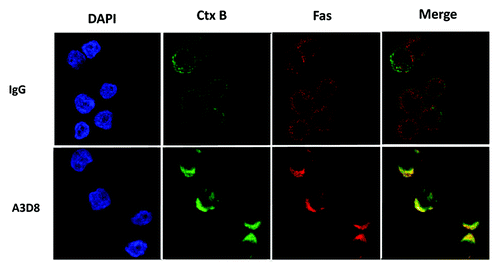 Figure 2. Fas is clustered into membrane lipid rafts in NB4 cells after A3D8 treatment. NB4 cells were treated with or without 2.5 μg/ml A3D8 or mouse IgG for 72 h. The cells were fixed and stained with the FITC-Ctx B subunit to identify lipid rafts (green fluorescence) and with an anti-Fas antibody to identify Fas (red fluorescence). Areas of colocalization between membrane rafts and Fas are yellow.