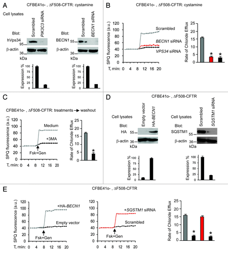 Figure 2. Cystamine and EUK-134 increase ΔF508 CFTR function in human CF airway epithelial cells through rescuing BECN1. (A–C) CFBE41o- cells transfected with ΔF508-CFTR and then incubated for 18 h with cystamine followed by 12 h of incubation with medium in the presence of the indicated siRNAs or 3-MA. (A) Validation of siRNAs. Immunoblot after transfection with either scrambled or indicated siRNAs. (B and C) Fluorescence-based assessment of Fsk+Gen-stimulated iodide efflux. SPQ fluorescence intensity (a.u.) (left) and rate of chloride efflux (right) in at least 50 cells per experiment in CFBE41o- cells transfected with siRNAs (B) or incubated with 3-MA (C). Mean ± SD of 3 experiments, *p < 0.05 compared with CFBE41o- cells transfected with scrambled siRNAs or incubated with medium, respectively ANOVA). (D and E) CFBE41o- cells transfected with ΔF508-CFTR in the presence of the enforced expression of HA-tagged BECN1 (HA-BECN1) or SQSTM1 siRNA. (D) Validation of HA-BECN1 transfection (left) or SQSTM1 siRNAs (right). Immunoblot of corresponding proteins. (E) Fluorescence-based assessment of Fsk+Gen-stimulated iodide efflux. SPQ fluorescence intensity (a.u.) (left) and rate of chloride efflux (right) in at least 50 cells per experiment in CFBE41o- cells after transfection.