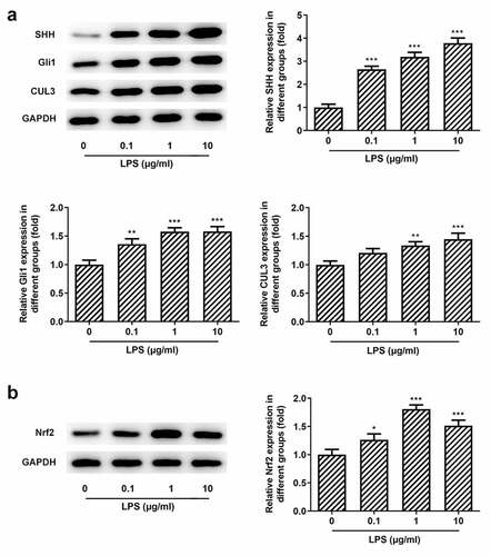 Figure 2. Effects of pg-LPS on SHH pathway-related proteins and Nrf2 in PDLSCs. (a) Western blot analysis was used to detect the effect of pg-LPS on SHH, Gli1 and CUL3 in PDLSCs. (b) Western blot analysis was used to detect the effect of pg-LPS on Nrf2 and NQO1 in PDLSCs. *p < 0.05, **p < 0.01 and ***p < 0.001 vs. 0 μg/ml. CUL3: Cullin3