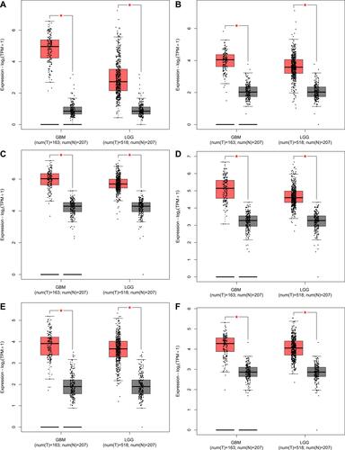 Figure 12 Differential expression analysis of DDR-related genes using GEPIA. (A) WEE1, (B) RECQL, (C) RPA1, (D) RRM1, (E) PARP4, (F) ELOA.