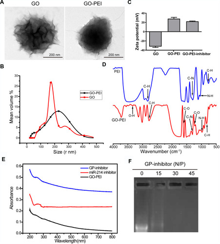 Figure 2 Characterization of GO-PEI complexes. (A) SEM images of GO and GO-PEI complexes. Scale bars: 200 nm. (B) The size distributions of GO and GO-PEI were detected by DLS analysis. (C) Measurement of the zeta potential of GO and GO-PEI complexes. (D) FTIR spectra of PEI (top) and GO-PEI complexes (bottom). (E) UV-vis spectra normalized by their extinction coefficients at 260 nm. Blue line for GO-PEI-miR-214 inhibitor complex, red line for free miR-214 inhibitor sense strand, and dark line for GO-PEI; experiments were carried out in phosphate buffer (pH 7.4). (F) A gel retardation assay of the GP-inhibitor at different N/P ratios (0, 15, 30, 45).