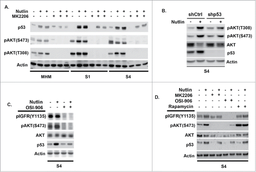 Figure 3. The IGF-1R/AKT/mTORC1 pathway is more highly activated in Nutlin treated S1 and S4 cells and contributes to apoptosis resistance. (A) MHM, S1, and S4 cells were treated with Nutlin (10 mM) for 24 hrs. Levels of p53, AKT phosphorylated at S473, AKT phosphorylated at T308, and Actin were determined by immunoblotting. (B) S4 cells stably infected with virus encoding control shRNA (shCtrl) or p53 shRNA (shp53) wer treated with Nutlin (10 μM) for 24 hrs and immunoblotted for the indicated proteins. (C) S4 cells were treated with Nutlin (10 μM) and OSI-906 (10 μM) for 24 hrs and immunoblotted for the indicated proteins. (D) S4 cells were treated for 24 hrs with Nutlin (10 μM), OSI-906 (10 μM), MK2206 (10 μM), and rapamycin (0.5 μM) as indicated, and immunoblotted for the indicated proteins.