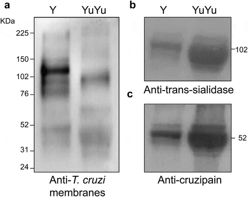 Figure 4. The protein expression profile in EVs is different in Y and YuYu strains of the parasite. Immunoblot of the pooled fractions of EVs released by the Y and YuYu strains probed with antibody 460 (a), ant-TS (b), and anti-cruzipain (c). In the right are indicated the position of mass standards in kDaltons.