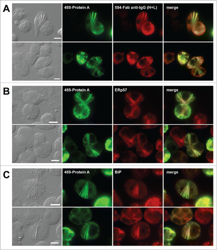 Figure 4. Needle-like crystalline inclusions co-localize with ER resident proteins. Fluorescent micrographs of HEK293 cells transfected to express mAb-3. On day-2 post transfection, HEK293 cells were resuspended in fresh cell culture media containing 15 μg/ml BFA, then immediately seeded onto poly-lysine coated glass coverslips and statically cultured for 24 hr. On day-3, cells were fixed, permeabilized, and immuno-stained. (A) Co-staining was performed by using Alexa Fluor 488-conjugated Protein A and Alexa Fluor 594-conjugated Fab fragments generated from goat anti-human IgG (H+L) polysera. (B, C) Transfected cells were co-stained with Alexa Fluor 488-conjugated Protein A and anti-ERp57 (B) or anti-BiP (C). Green and red image fields were superimposed to create ‘merge’ views. Scale bars represent 10 μm.