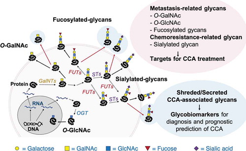 Figure 1. Schematic diagram for biosynthesis of CCA-associated glycans