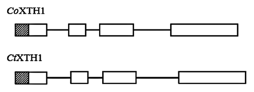 Figure 2. Schematic diagram of CtXTH1 and CoXTH1 gene structure, the white boxes represent exons, lines introns and the shaded boxes are the putative signal peptide sequences.