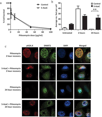 Figure 4. Influence of 5-AzaC on cell survival and DNA repair. PC-3 cells were either pre-treated with 5-AzaC or left untreated, then treated with phleomycin for 1 h and left to recover. (a) Clonogenic assay showing cell survival with or without 5-AzaC pre-treatment. The mean and SEM for three biological replicates are shown. (b) Average foci counts for γH2A.X staining. The mean and SEM for three biological replicates are shown. Statistical significance was determined using Two-way ANOVA, *P < 0.01. (c) Representative example for immunofluorescence staining of DNMT1 and γH2A.X in cells treated with or without 5-AzaC prior to phleomycin addition.