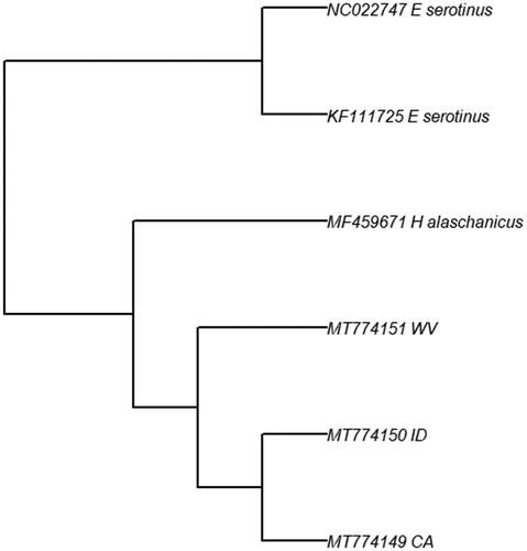 Figure 1. Maximum likelihood phylogeny for three L. noctivagans from across their range. The clustering of the two Western individuals (ID and CA) show support for possible structuring across their range.