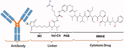 Figure 2. The molecular structure of RC48. These derivatives comprise antibodies (disitamab) and cytotoxic drugs (monomethyl auristatin E, MMAE) linked by valine-citrulline (VC).