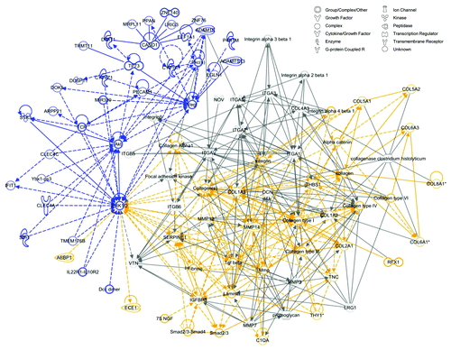 Figure 6. Merged network analysis. The top scoring network generated from genes significantly downregulated by stress-shielding (blue) and the second top scoring network from genes significantly upregulated under elevated stress (yellow) were merged using Ingenuity Pathway Analysis (IPA), creating a super-network centered on ERK1/2. This network was expanded with the IPA pathway growth tool using direct and indirect relationships to add 30 additional molecules (gray) based on the Ingenuity Knowledge Base. Direct relationships are indicated by solid lines, and dashed lines represent indirect relationships. Indirect relationships arising from network growth have been removed for visual clarity.
