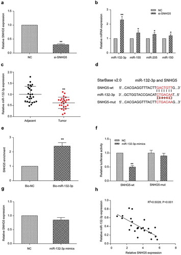 Figure 2. SNHG5 regulated the expression of miR-132-3p in LoVo cells (a) Transfection efficiency of si-SNHG5 was verified by qRT-PCR. (b) qRT-PCR results of miR-132-3p, miR-155, miR-205 and miR-150 in si-SNHG5 group and NC group. (c) qRT-PCR results of miR-132-3p in colorectal cancer tissues and adjacent normal tissues. (d) Bioinformatics predicted the binding sites of SNHG5 and miR-132-3p. (e) RNA pull down experiments demonstrated SNHG5 bound to miR-132-3p. (f) Dual luciferase assay detected the relationship between SNHG5 and miR-132-3p. (g) qRT-PCR detected the expression of SNHG5 in LoVo cells transfected with NC or miR-132-3p mimics. (h) The correlation between SNHG5 and miR-132-3p. * P＜0.05, ** P＜0.01, compared with NC group.
