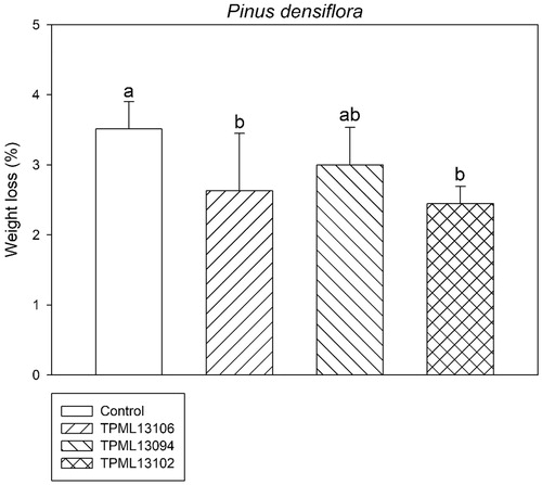 Figure 1. Comparison of the weight loss (%) of Pinus densiflora wood blocks treated with the selected Streptomyces spp. at 120 days after inoculation with Gloeophyllum trabeum. Means with the same letter on the bar are not significantly different, as analyzed with Tukey’s honestly significance difference test (p = .017 at 95% confidence interval).