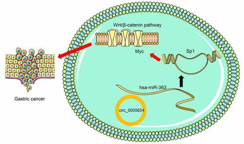 Figure 8. Summary of the regulation and mechanism in GC. circ0005654 positively regulated sp1 in GC by interacting with miR-363. sp1 activated the Wnt/β-catenin pathway by binding to myc