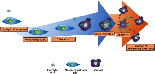 Figure 5 The mechanism of oncolytic virus-loaded mesenchymal stem cell therapy. Replication of oncolytic virus in healthy cells is inhibited and is induced in tumor cells. The rapid replication of oncolytic virus in tumor cells triggers the apoptosis of tumor cells and infects neighboring tumor cells.