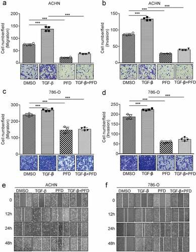 Figure 5. PFD prevents renal cancer cell migration and invasion mediated by TGF-β.