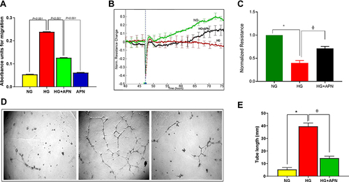 Figure 3 (A–E) Functional assays. (A) Adiponectin attenuates leukocyte migration. Data presented as Absorbance at 450 nm and a mean ±SEM of 3–4 independent experiments performed by the Endothelial Cell Migration Assay Kit. (B) Characterization of trans-electrical resistance (TER) of HMRECs exposed to different treatment: normoglycemia (NG), high glucose concentration (30mM) (HG), and adiponectin treatment to HG group (HG+APN). (C) Bars show the significance of resistance (barrier function) changes between the different treatment groups presented as mean and SEM. *p <0.05 HG is significantly different from the NG group. Φ p<0.05 HG is significantly different from the HG+APN group. Abbreviations, Normoglycemia cells (NG); High Glucose (HG); and High Glucose +adiponectin (30µg/mL) (HG+APN). Stat analysis was performed by ANOVA (one-way) followed by Dunnett post hoc test for multiple comparison. Data represent 3–4 independent experiments. (D and E) A representative of preventive impact of adiponectin on tube formation of HMRECs exposed to normoglycemia (control), high glucose concentration (30mM) (HG), and adiponectin treatment to HG group (HG+ APN). (E) Bars show the tube formation changes between the different treatment groups presented as mean and SEM. Data represent 3–4 independent experiments.*p <0.05 HG is significantly different from the control group. Φ p<0.05 HG is significantly different from with HG+ APN group. Two talied p value is signficantly less than 0.05.