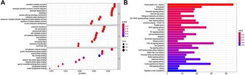 Figure 4 Functional analysis of DEGs between two risk groups. (A) GO enriched bubble chart (the larger the bubble, the more enriched genes, the darker the red, the more obvious the difference); (B) The bar chart of the KEGG pathway (the longer the bar indicates the more enriched genes, and the darker the red Indicates that the difference is more obvious).