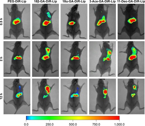 Figure 8 In vivo noninvasive images of time-dependent whole-body imaging of H22 tumor-bearing nude mice after injection of different liposomes.Notes: The mice were administrated intravenously PEG-DiR-Lip, 18β-GA-DiR-Lip, 18α-GA-DiR-Lip, 3-Ace-GA-DiR-Lip and 11-Deo-GA-DiR-Lip through tail vein for 0.5, 2 and 12 h. The fluorescent images were captured using an In Vivo Imaging System.Abbreviations: PEG, polyethylene glycol; DiR, 1,1-dioctadecyl-3,3,3,3-tetramethylindotricarbocyanine iodide; Lip, liposome; 18β-GA, 18β-glycyrrhetinic acid; 18α-GA, 18α-glycyrrhetinic acid; 3-Ace-GA, 3-acetyl-18β-glycyrrhetinic acid; 11-Deo-GA, 11-deoxy-18β-glycyrrhetinic acid.