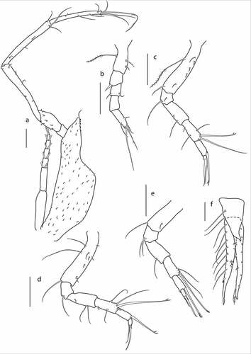 Figure 11. Eocuma guinean sp. nov., non-ovigerous female, paratype (ZMBN 149214). a, Pereopod 1; b, pereopod 2; c, pereopod 3; d, pereopod 4; e, pereopod 5; f, uropod. Scale bars = 0.1 mm.