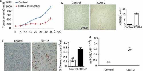 Figure 5. COTI-2 treatment inhibits Jurkat xenograft growth (a). Jurkat cells (5 × 106) were injected into the flanks of mice (n = 5 mice per group). Xenografts were allowed to reach 75 ~ 100 mm3 before IP treatment initiation with COTI-2 (10 mg/kg, 5 days a week for 7 weeks) or saline alone. Tumor growth was measured every 5 days by caliper measurement. (b), Tumors were obtained from animals 35 days after drug exposure. Tumors were ﬁxed and stained to examine apopptosis using TUNEL assay. (c), The levels of cleaved-caspase-3 was detected by immunohistochemistry; (d), The levels of miR-203 was detected by qRT-PCR. Significant difference from controls, Student’s t-test, *p < 0.05. **p < 0.01