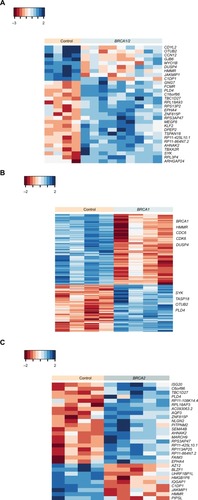 Figure 1 Basal gene expression profile in BRCA1 and/or BRCA2 mutation carriers versus non-carriers.Notes: Heat map of hierarchical cluster analysis showing 30 DE genes (P<0.001, fold change ≥2) between BRCA1/2 mutation carriers and control samples (n=4–5/group) (A), 203 DE genes (P<0.001) between BRCA1 mutation carriers and controls (B), and 29 DE genes (P<0.001) between BRCA2 carriers versus non-carriers (C). Red indicates a decrease in gene expression, while blue indicates an increase. Euclidean distance was used as the distance method and complete linkage as the agglomeration method.Abbreviation: DE, differentially expressed.