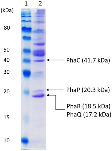 Fig. 3. Sodium dodecyl sulfate-polyacrylamide gel electrophoresis of PHA granule-associated proteins isolated from E. coli LS5218 harboring pHY-phaYB4 cultured in M9 medium containing sodium butyrate (0.5 g/L × 5 times, every 12 h) for 72 h at 37 °C.