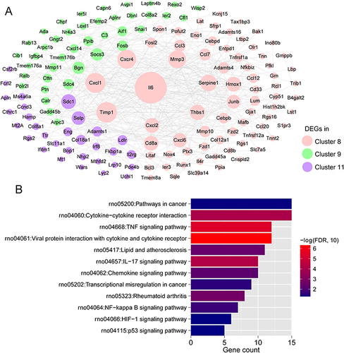 Figure 4 Protein–protein interaction (PPI) network and pathway enrichment analysis of the 152 nodes in the PPI network. (A) PPI network of genes in the three significant clusters. Different colors indicate DEGs from different clusters, the size of nodes indicates the degree of nodes, and larger nodes indicate higher degree of nodes. (B) KEGG signaling pathways of DEGs in the PPI network. The horizontal axis represents the number of DEGs involved in the item, the vertical axis represents the item name, and the color represents the significant correlation (the closer to the red, the more significant).