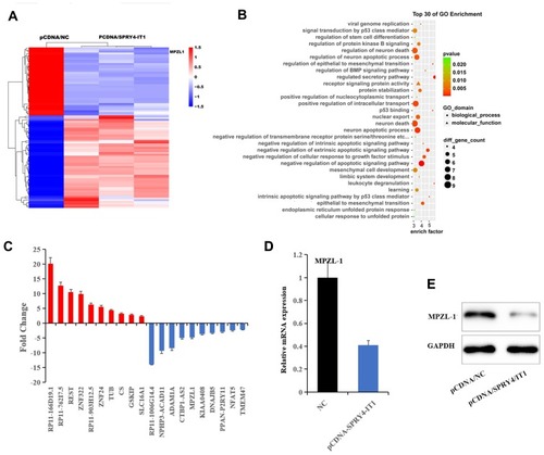 Figure 3 MPZL-1 was down regulated by SPRY4-IT1.Notes: (A) RNA transcriptome sequencing was used to detect the dysregulated genes after SPRY4-IT1 overexpression 24 h. (B) Gene Ontology (GO) enrichment analysis. (C) Ten up-regulated and ten down-regulated genes were identified by RNA transcriptome sequencing. (D) MPZL-1 was verified by qRT-PCR to be the target of SPRY4-IT1. (E) MPZL-1 was verified by Western blot to be the target of SPRY4-IT1.Abbreviations: GO, Gene Ontology; SPRY4-IT1, SPRY4 intronic transcript 1; RT-qPCR, quantitative real-time polymerase chain reaction.