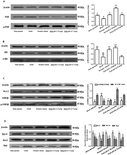 Figure 9. Effects of Erzhi pills on PI3K/Akt signalling pathway in hippocampal tissues of AD rats. (A) Erzhi pills enhance PI3K phosphorylation in hippocampal tissues of AD model rats induced by ovariectomy as well as d-galactose and Aβ1–40 injection. (B) Erzhi pills enhance Akt phosphorylation in hippocampal tissues of AD model rats induced by ovariectomy as well as d-galactose and Aβ1–40 injection. (C) Erzhi pills up-regulated 14-3-3 protein expressions and down-regulated GSK3β phosphorylation in hippocampal tissues of AD model rats induced by ovariectomy as well as d-galactose and Aβ1–40 injection. (D) Erzhi pills up-regulated Bcl-2, Bcl-xl protein expressions and down-regulated Bad protein expressions in hippocampal tissues of AD model rats induced by ovariectomy as well as d-galactose and Aβ1–40 injection. Data are presented as the mean ± SD. for at least five individual experiments. #p＜0.05, ##p＜0.01, vs. Sham-operated group; *p < 0.05, **p＜0.01, vs. model group.